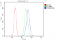 Anti-14-3-3 zeta/delta/YWHAZ Antibody Picoband™ (monoclonal, 6G5)