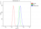 Anti-14-3-3 zeta/delta/YWHAZ Antibody Picoband™ (monoclonal, 6G5)