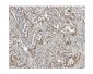 Anti-Methylmalonyl Coenzyme A mutase Antibody Picoband™ (monoclonal, 2D6)
