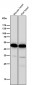 Anti-CCR8 Rabbit Monoclonal Antibody