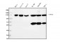Anti-MCM2 Antibody Picoband™ (monoclonal, 11C4)