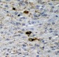 Anti-GAD65/GAD2 Antibody Picoband™ (monoclonal, 7G2)