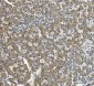 Anti-Cytochrome p450 2C19/CYP2C19 Antibody Picoband™ (monoclonal, 10G5)