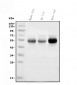 Anti-Cytochrome p450 2C19/CYP2C19 Antibody Picoband™ (monoclonal, 10G5)
