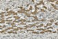Anti-Cytochrome p450 2C19/CYP2C19 Antibody Picoband™ (monoclonal, 5G4)