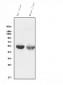 Anti-Cytochrome p450 2C19/CYP2C19 Antibody Picoband™ (monoclonal, 5G4)