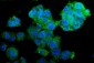 Anti-PCK2 Antibody Picoband™ (monoclonal, 3F7)