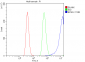 Anti-EIF4A1 Antibody Picoband™ (monoclonal, 11B8)