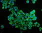 Anti-EIF4A1 Antibody Picoband™ (monoclonal, 11B8)