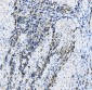 Anti-EIF4A1 Antibody Picoband™ (monoclonal, 11B8)