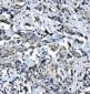 Anti-EIF4A1 Antibody Picoband™ (monoclonal, 11B8)