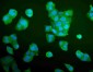 Anti-Aldolase/ALDOA Antibody Picoband™ (monoclonal, 6H8)