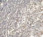 Anti-Aldolase/ALDOA Antibody Picoband™ (monoclonal, 6H8)