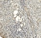 Anti-Aldolase/ALDOA Antibody Picoband™ (monoclonal, 6H8)