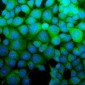 Anti-ASS1 Antibody Picoband™ (monoclonal, 5I5)