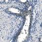 Anti-ASS1 Antibody Picoband™ (monoclonal, 5I5)