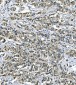 Anti-ASS1 Antibody Picoband™ (monoclonal, 5I5)