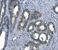 Anti-ASS1 Antibody Picoband™ (monoclonal, 5I5)