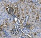 Anti-ASS1 Antibody Picoband™ (monoclonal, 5I5)