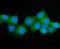Anti-ASS1 Antibody Picoband™ (monoclonal, 7I9)