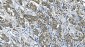 Anti-ASS1 Antibody Picoband™ (monoclonal, 7I9)