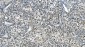 Anti-ASS1 Antibody Picoband™ (monoclonal, 7I9)
