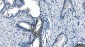 Anti-ASS1 Antibody Picoband™ (monoclonal, 7I9)