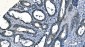 Anti-ASS1 Antibody Picoband™ (monoclonal, 7I9)