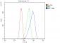 Anti-eRF1/ETF1 Antibody Picoband™ (monoclonal, 3B6)