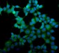 Anti-eRF1/ETF1 Antibody Picoband™ (monoclonal, 3B6)