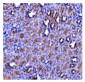 Anti-eRF1/ETF1 Antibody Picoband™ (monoclonal, 3B6)