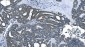 Anti-eRF1/ETF1 Antibody Picoband™ (monoclonal, 3B6)