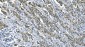 Anti-eRF1/ETF1 Antibody Picoband™ (monoclonal, 3B6)
