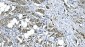 Anti-eRF1/ETF1 Antibody Picoband™ (monoclonal, 3B6)