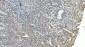 Anti-eRF1/ETF1 Antibody Picoband™ (monoclonal, 3B6)
