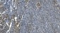 Anti-eRF1/ETF1 Antibody Picoband™ (monoclonal, 3B6)