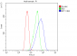 Anti-eRF1/ETF1 Antibody Picoband™ (monoclonal, 3E5)