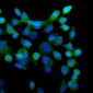 Anti-eRF1/ETF1 Antibody Picoband™ (monoclonal, 3E5)