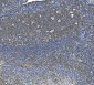 Anti-eRF1/ETF1 Antibody Picoband™ (monoclonal, 3E5)