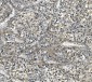 Anti-eRF1/ETF1 Antibody Picoband™ (monoclonal, 3E5)