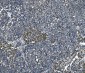 Anti-eRF1/ETF1 Antibody Picoband™ (monoclonal, 3E5)