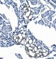 Anti-eRF1/ETF1 Antibody Picoband™ (monoclonal, 3E5)