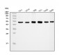 Anti-eRF1/ETF1 Antibody Picoband™ (monoclonal, 3E5)