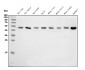 Anti-eRF1/ETF1 Antibody Picoband™ (monoclonal, 3E5)