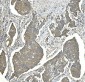 Anti-EEF2 Picoband™ Antibody (monoclonal, 5F5)