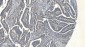 Anti-APPL/APPL1 Antibody Picoband™ (monoclonal, 5G11)