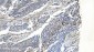 Anti-APPL/APPL1 Antibody Picoband™ (monoclonal, 5G11)