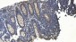 Anti-APPL/APPL1 Antibody Picoband™ (monoclonal, 5G11)