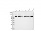Anti-APPL/APPL1 Antibody Picoband™ (monoclonal, 5G11)