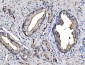Anti-CD13/ANPEP Picoband™ Antibody (monoclonal, 5B9)